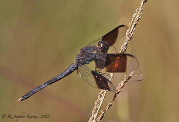 Erythrodiplax umbrata, male